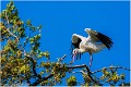 Cigogne_A16_0805_RC