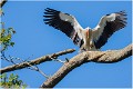 Cigogne_A16_0889_RC