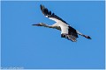 Cigogne_A16_0916_RC