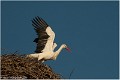Cigogne_B13_0009_RC