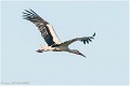 Cigogne_blanche_A13_0026_RC