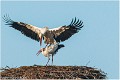 Cigogne_blanche_A13_0037_RC