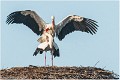 Cigogne_blanche_A13_0043_RC