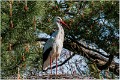 Cigogne_blanche_A14_1753_RC