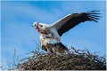 Cigognes_Parades_B16_0107_RC