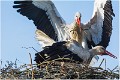 Cigognes_Parades_B16_0118_RC