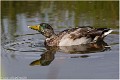 Colvert_male_A17_4656_RC