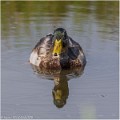 Colvert_male_A17_4657_RC