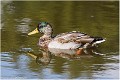 Colvert_male_A17_4662_RC