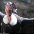 Condor_des_Andes_A14_3293_RC