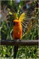 Conure_Z19_3327_RC