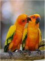 Conures_Z19_3354_RC