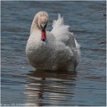 Cygne_tubercule_A14_2217_RC