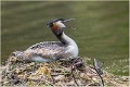 GREBE_HUPPE_B15_4256_RC