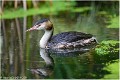 GREBE_HUPPE_Z19_3102_RC
