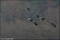 GRUES_B14_0265_RC