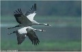 GRUES_CENDREES_B14_0177_RC