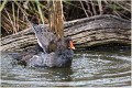 Galinulle_poule_d-eau_A17_4568_RC