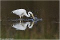 Grande_Aigrette_A16_0704_RC