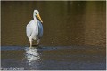 Grande_Aigrette__A16_0666_RC