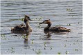 Grebe_Huppe_521_0819_RC