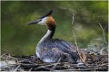 Grebe_huppe_A12_3393_RC