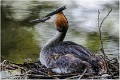 Grebe_huppe_A12_3402_RC