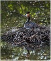 Grebe_huppe_A12_3417_RC