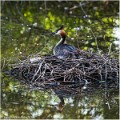 Grebe_huppe_A12_3418_RC