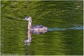 Grebe_huppe_A12_3424_RC