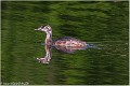 Grebe_huppe_A12_3428_RC