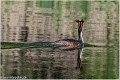 Grebe_huppe_A12_3473_RC