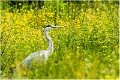 Heron_B15_4554_RC