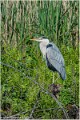 Heron_cendre_A12_3458_RC