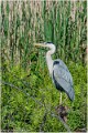 Heron_cendre_A12_3460_RC