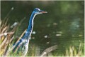 Heron_cendre_A13_1847_RC