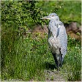 Heron_cendre_A13_1944_RC