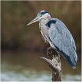 Heron_cendre_A13_7186_RC
