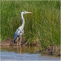 Heron_cendre_A14_1857_RC