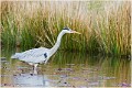 Heron_cendre_A16_0754_RC