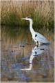 Heron_cendre_A16_0768_RC