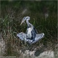 Heron_cendre_A16_1448_RC
