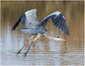 Heron_cendre_A16_4378_RC