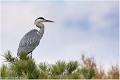 Heron_cendre_A16_4472_RC