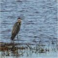 Heron_cendre_AA10_8840_RC