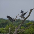 Herons_A18_2422_RC