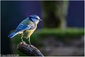 MESANGE_BLEUE_Z20_0048_RC