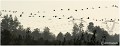 MIGRATION_GRUES_A11_12600_RC