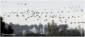MIGRATION_GRUES_A11_12615_RC