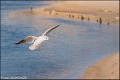 MOUETTE_A14_6371_RC